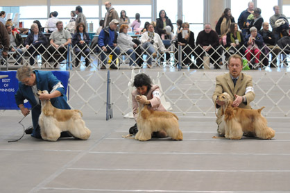 Boardwalk Kennel Club Dog Show