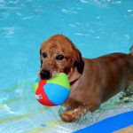 moreys piers doggie splash dash