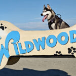 Huskie on wooden dog-bone shaped structure that has Wildwood and paw prints painted on size at the Wildwood Dog Park and Beach in NJ