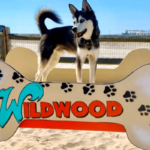 Huskie standing on wooden dog bone shaped structure that reads "Wildwood" on it at the Wildwood Dog Beach and Park in The Wildwoods NJ