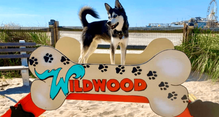 Huskie standing on wooden dog bone shaped structure that reads "Wildwood" on it at the Wildwood Dog Beach and Park in The Wildwoods NJ