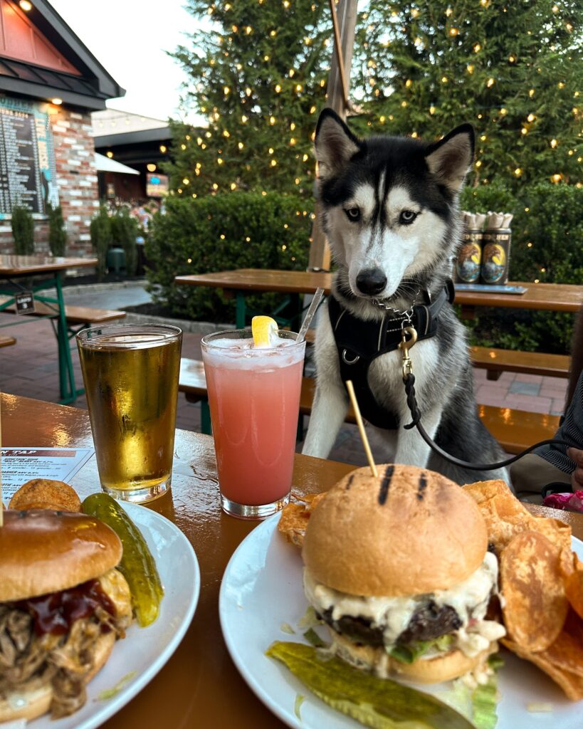 Husky at a restaurant sitting on a chair overlooking a delicious meal of burgers and french fries with a longing look on face in Wildwoods NJ