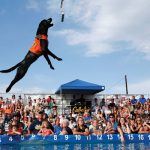 dockdogs booker d surfdog tour canceled