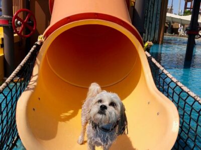 Puppapalozza
