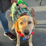 Santa Paws Pup