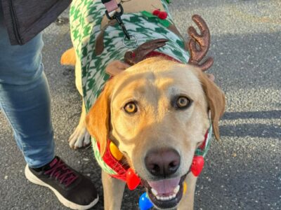 Santa Paws Pup