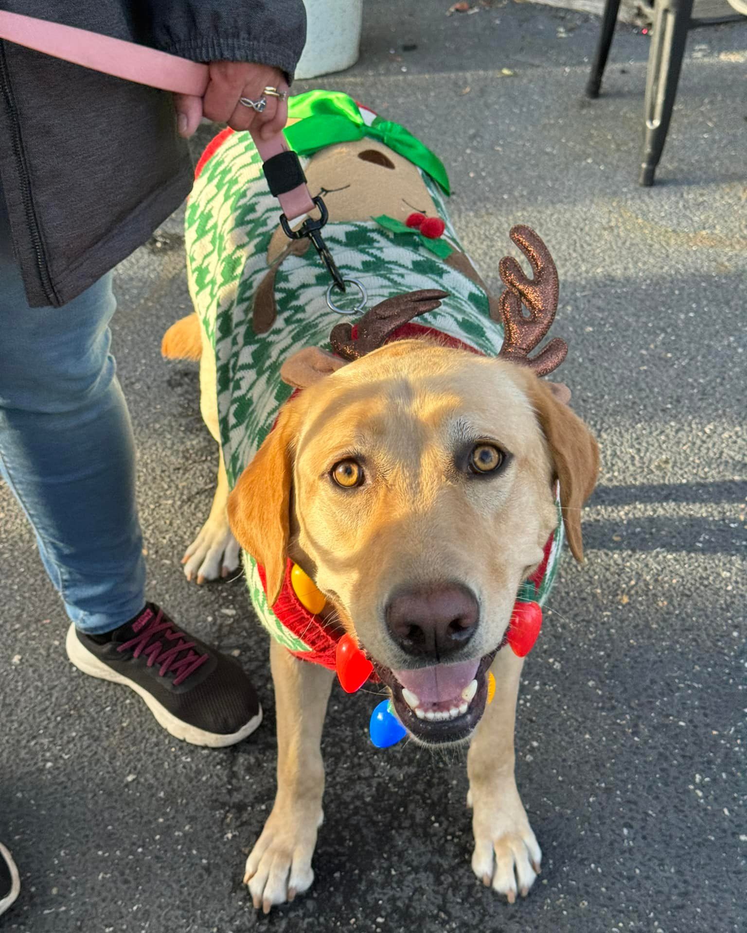 Santa Paws Pup