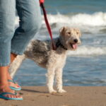 Top Destination For Dogs