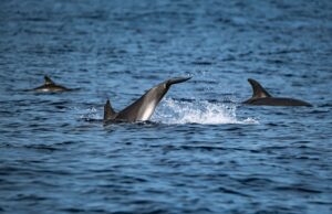 three dolphins swimming in blue ocean water