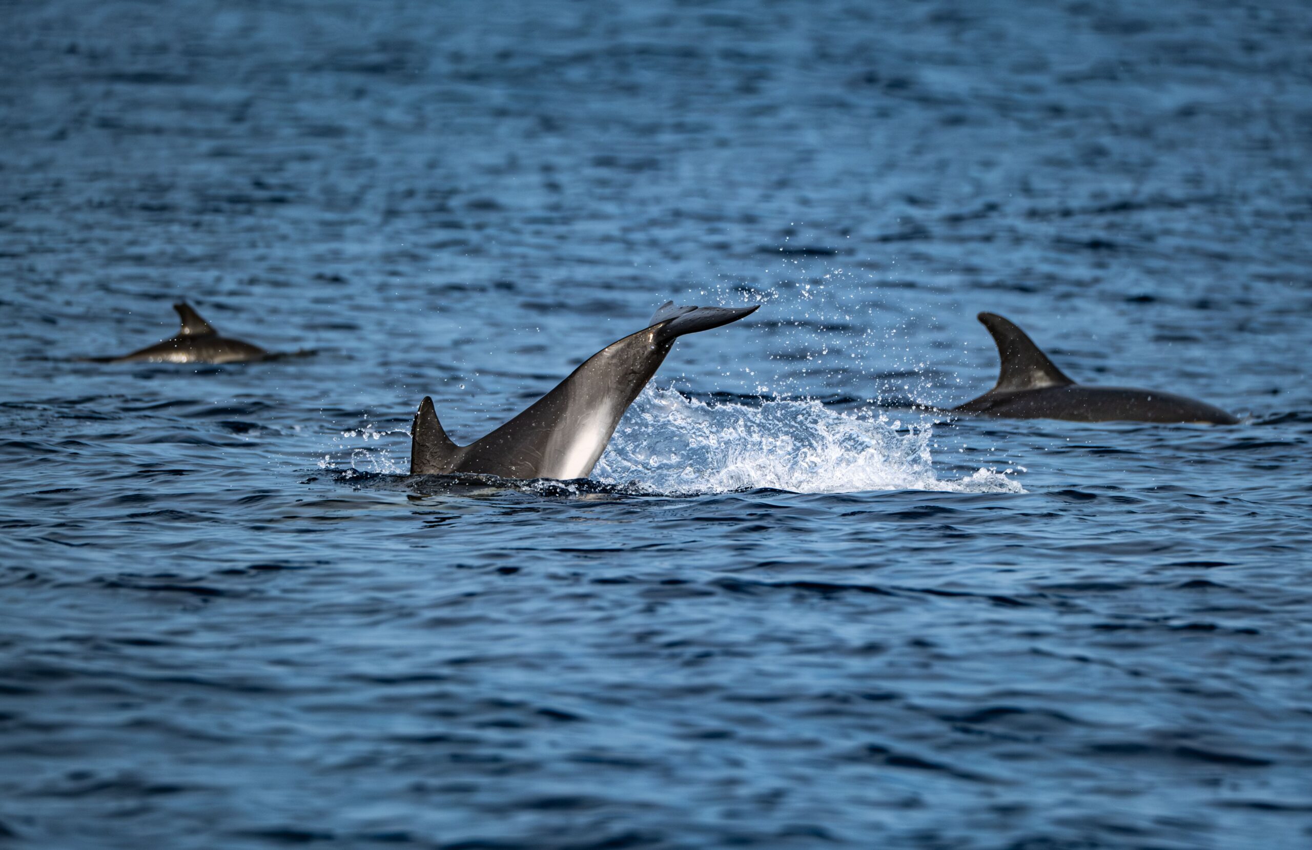 Dolphin様ご確認用ページ☆ Dolphins and Whales in Wildwood, NJ | Thunder Cat Dolphin Watch